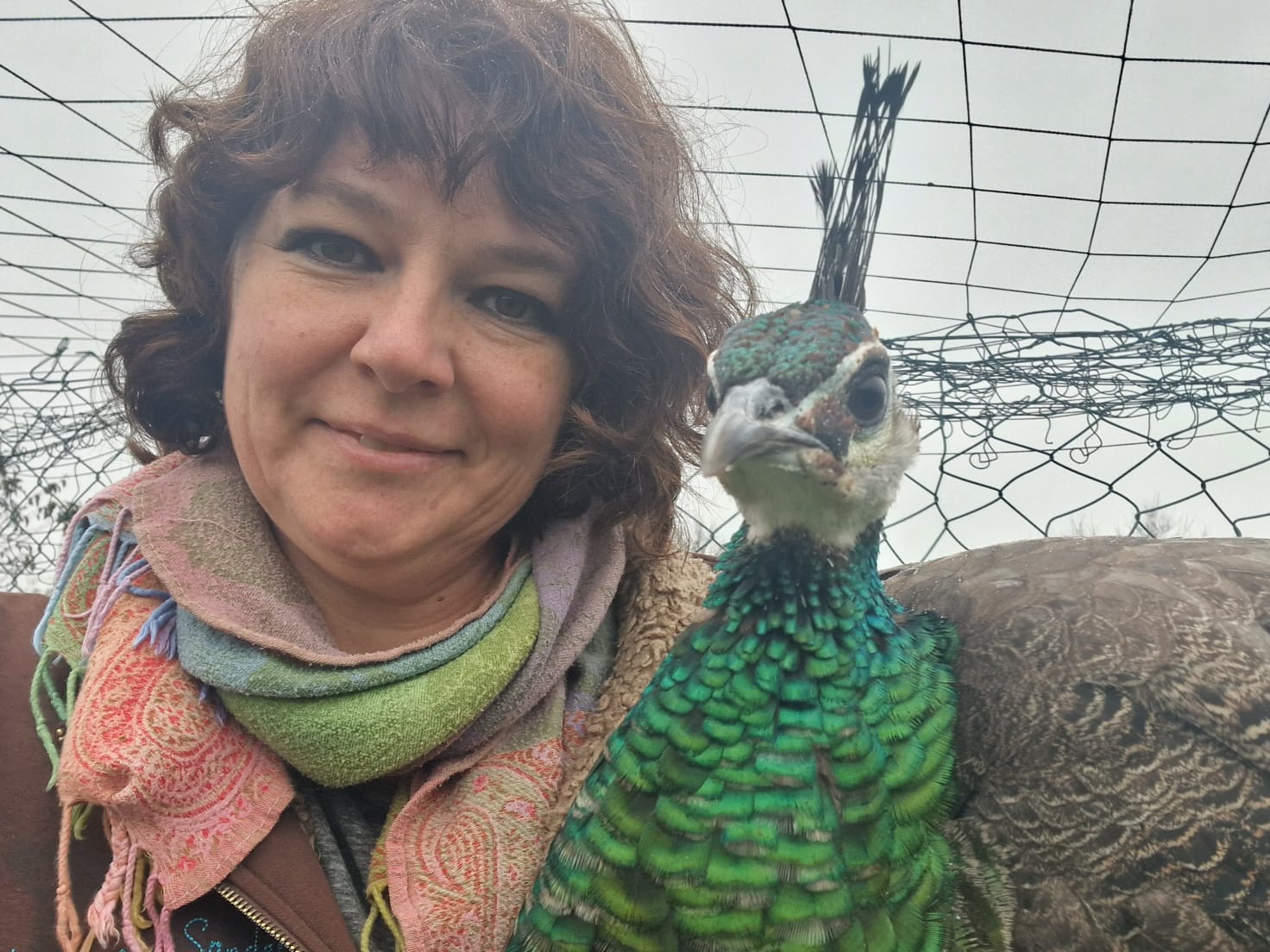 Pfau
